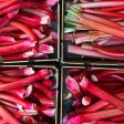 Rhubarb Shrub Supply