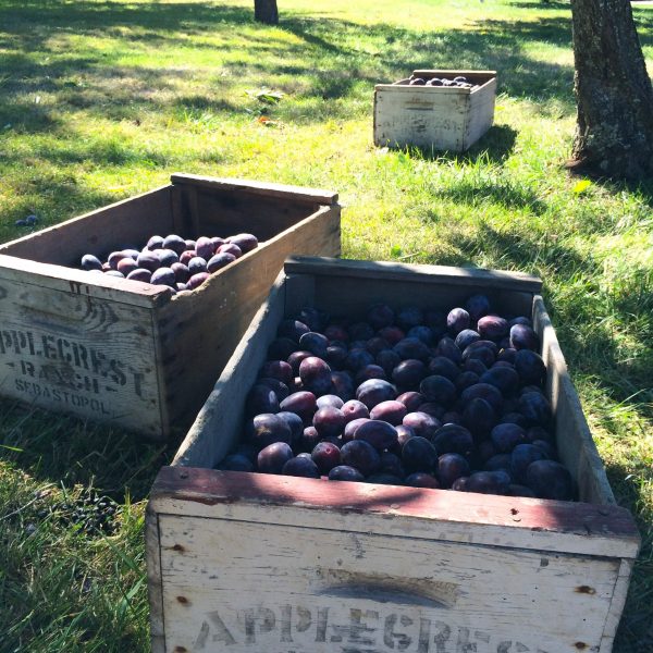 Limited Edition Damson Plum Spoon Preserves on Sale